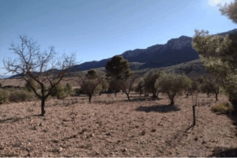 Foto campo con árboles